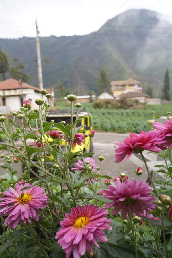 Homestay Lereng 브로모 외부 사진